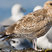 California Gull
